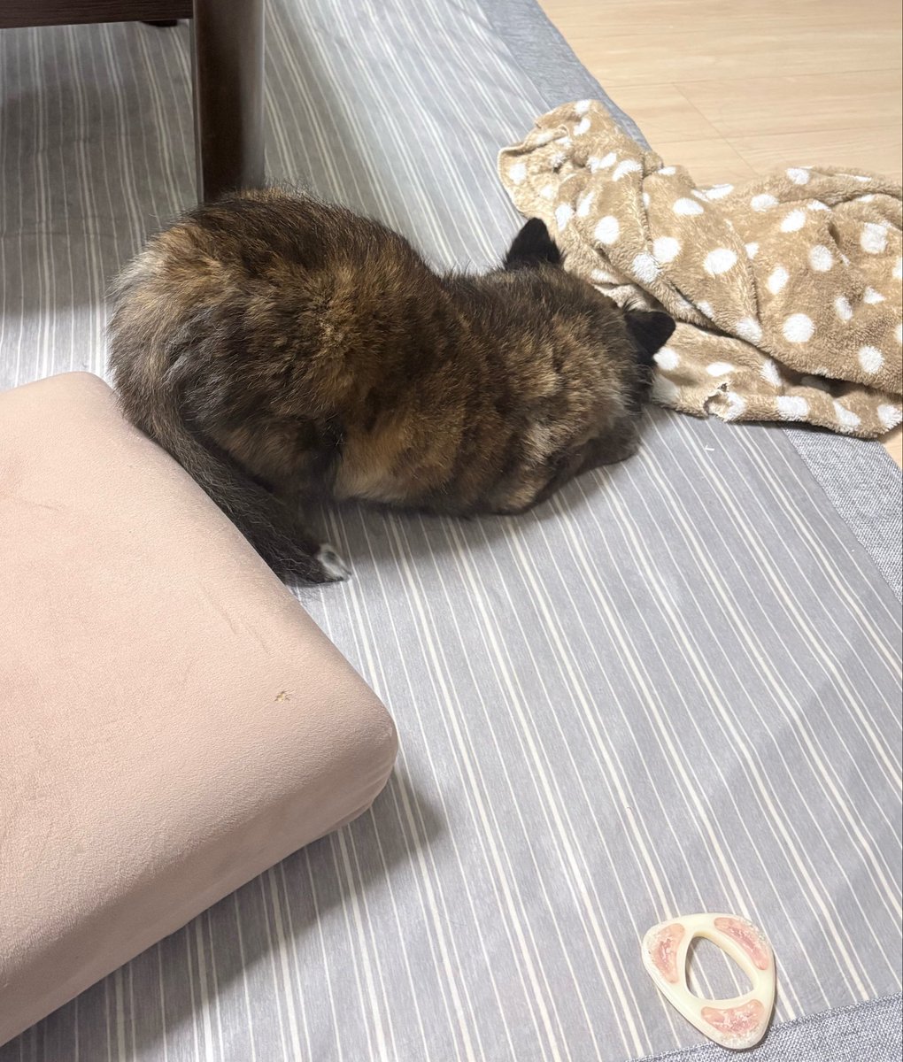 ememlf's tweet photo. 深夜まで起きてると見れるラッキーくねくねチワワ(トイレに行ってまた寝る) https://t.co/LDg6DrxaYr