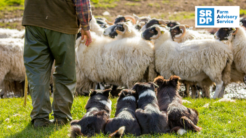 Scotland's Farm Advisory Service tweet media