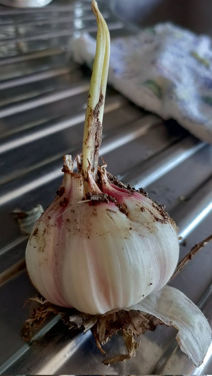BeuteBayer's tweet photo. Erste Ernte. https://t.co/dAhCpiSPIj
