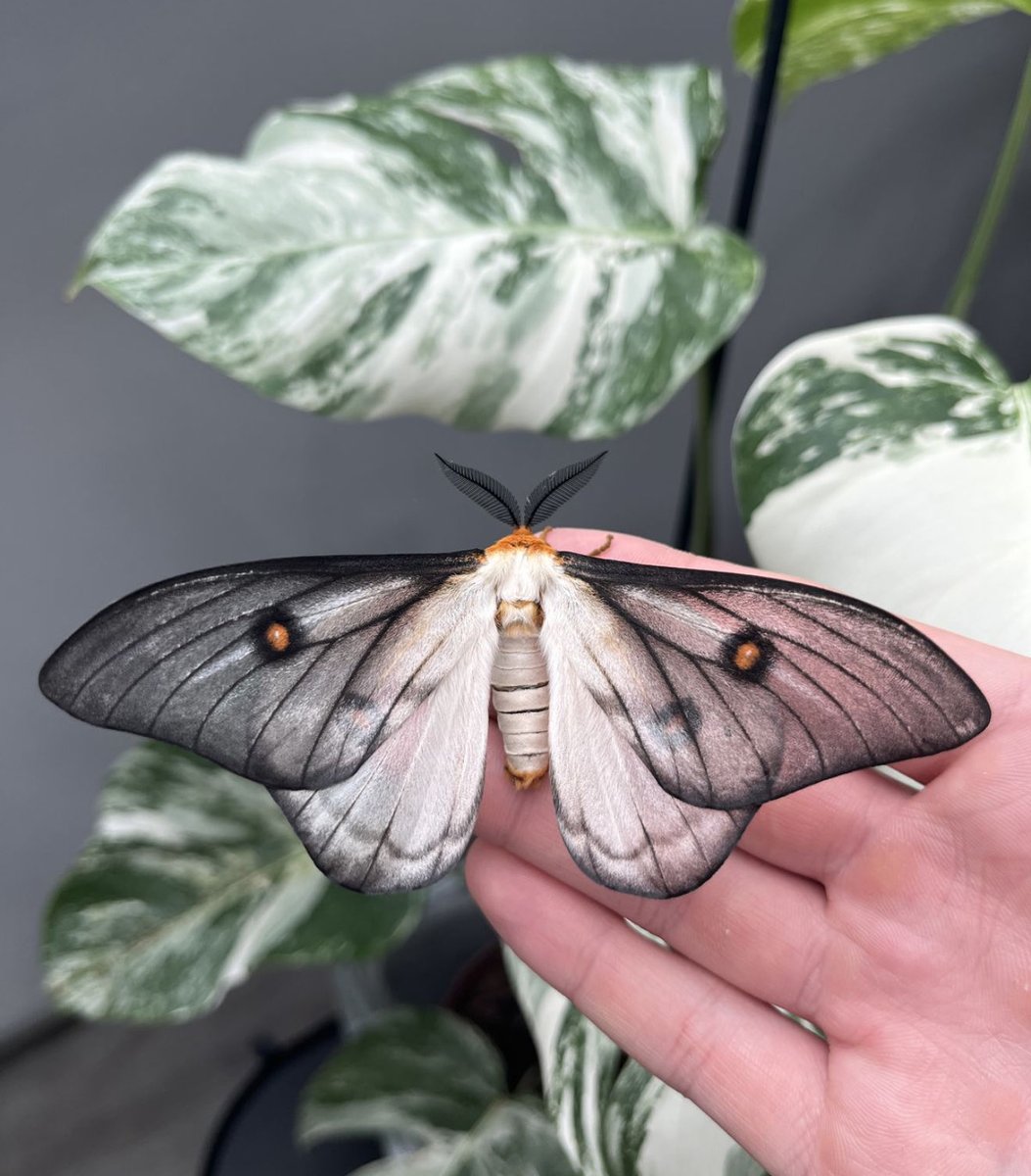 jbr_19892's tweet photo. The Ghostly Silkmoth (Ceranchia apollina) https://t.co/tL5m62BxoL