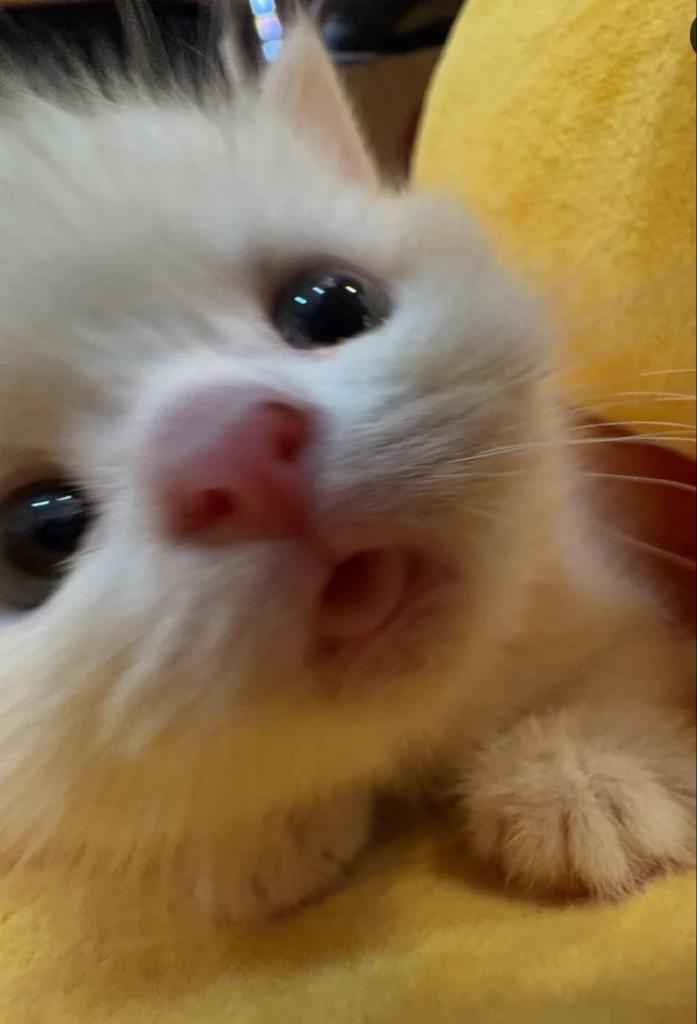 Catsillyness's tweet photo. https://t.co/KvWJiuTerd