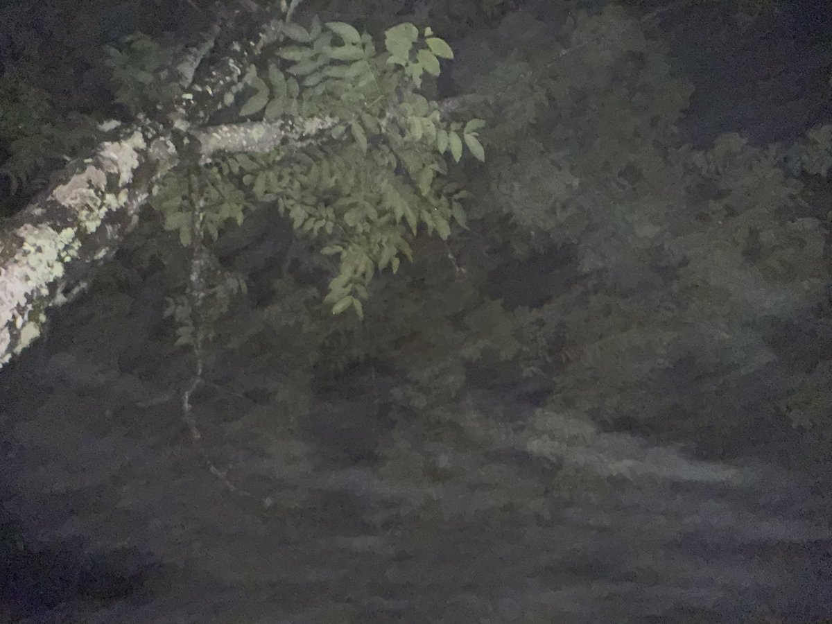 RAYMIROVK's tweet photo. Living in High mountain forest

I sit on the tent, feeling the rain fog in the night, I feel the trees and air between leaves,how they were shaped by elves.

I wonder,if as a person dares to turn upside down from the eros desire to the deep truth emerge within the body’s part? 

Will they meet their Amoraea ?
This is an expression to the world, born from the true love of true truth.

I will recognize you as the real Hero that you are, as the Goddess/God from your real name.

Taking the truth to this density,my hero.
