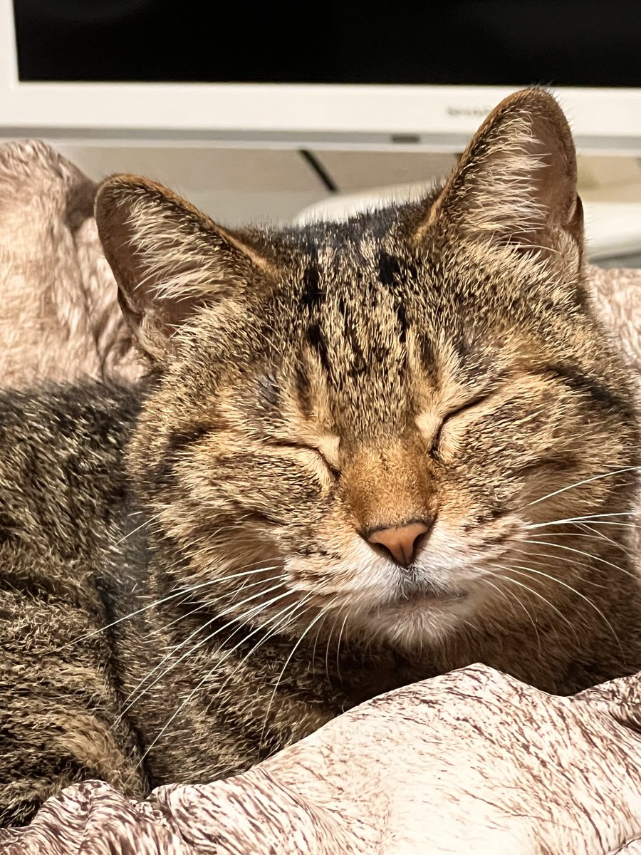 保護猫コハネ tweet media