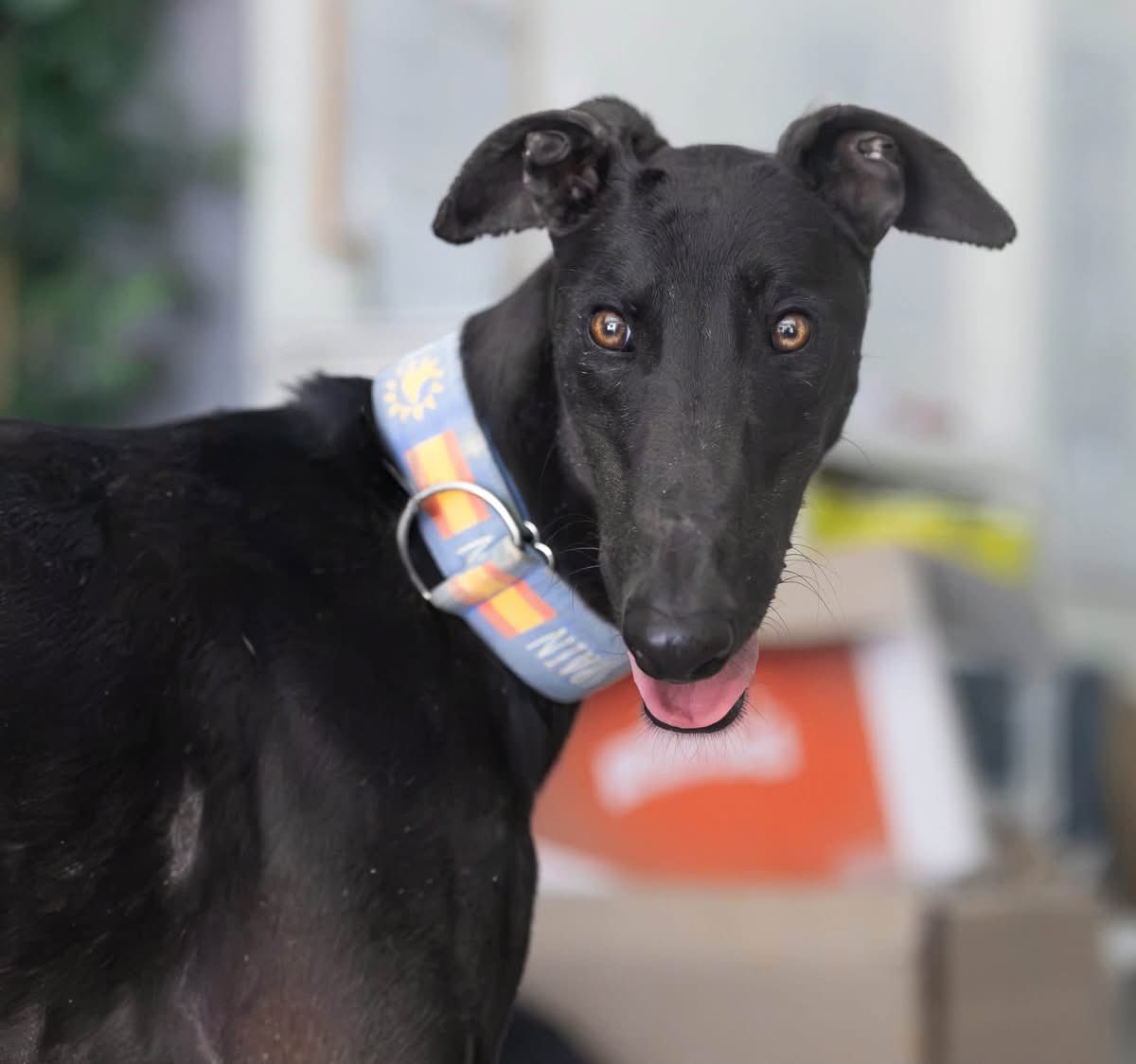 GalgosdelSol's tweet photo. Monkey nut 🥜 is a two year old galgo and is nothing short of spectacular 😍
He’s sociable, great with other dogs, lovely on a lead and cuddly. 
You might think, well why hasn’t he been snapped up? 
Well, he’s a black boy with leishmania limiting hugely his chances of adoption. 
Will you share to at least give him a chance?  🙏🏻❤️