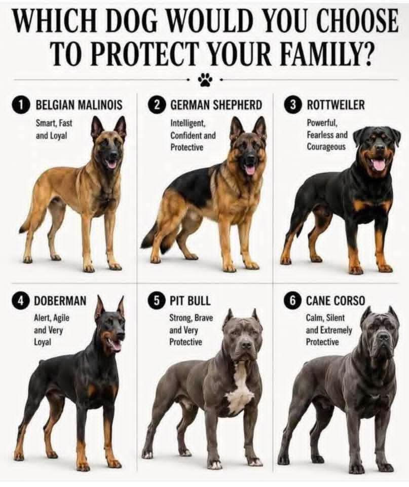 p54sp45schick's tweet photo. No #1 is the smartest. https://t.co/Bt1h2hKqxB