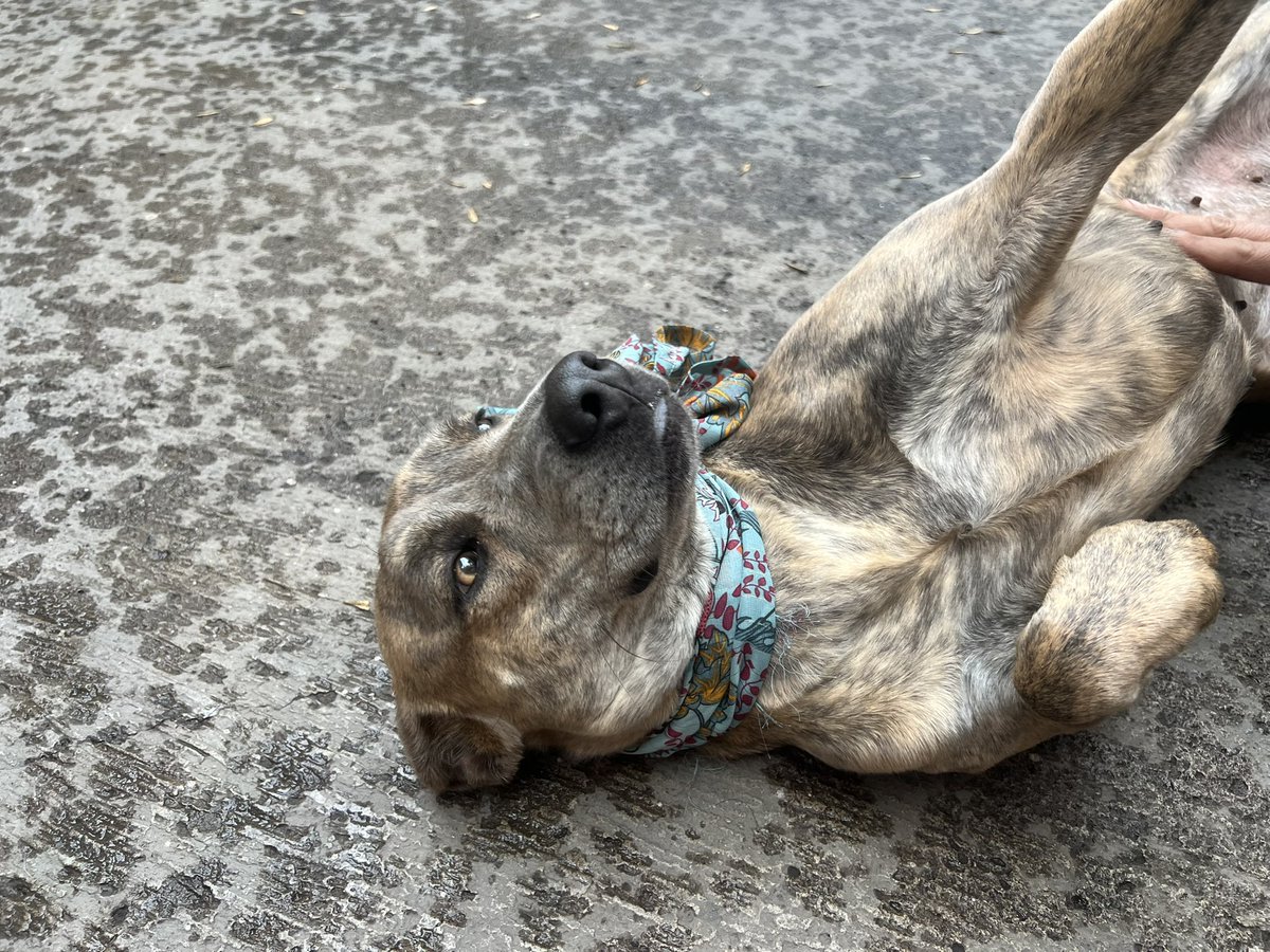 LaishaWilkins's tweet photo. Ella es Candy😍, es lo máximo, tierna y cariñosa, 3 años.
Vivía en la calle, la mordían otros perros y estaba triste; pero la rescatamos.

Busca una familia donde pueda vivir segura y amada.

*Me ayudan a compartir😌 y MD si quieren que Candy sea la alegría de su hogar😎 https://t.co/xjIGh0jOyp