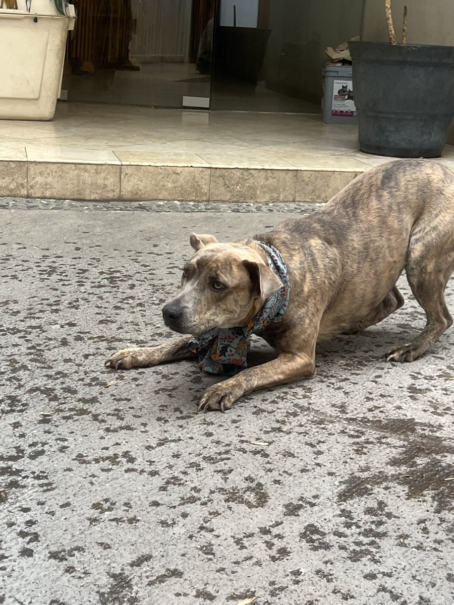 LaishaWilkins's tweet photo. Ella es Candy😍, es lo máximo, tierna y cariñosa, 3 años.
Vivía en la calle, la mordían otros perros y estaba triste; pero la rescatamos.

Busca una familia donde pueda vivir segura y amada.

*Me ayudan a compartir😌 y MD si quieren que Candy sea la alegría de su hogar😎 https://t.co/xjIGh0jOyp