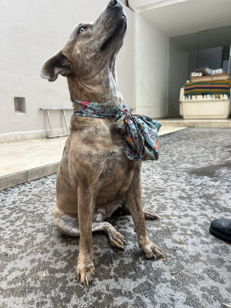 LaishaWilkins's tweet photo. Ella es Candy😍, es lo máximo, tierna y cariñosa, 3 años.
Vivía en la calle, la mordían otros perros y estaba triste; pero la rescatamos.

Busca una familia donde pueda vivir segura y amada.

*Me ayudan a compartir😌 y MD si quieren que Candy sea la alegría de su hogar😎 https://t.co/xjIGh0jOyp