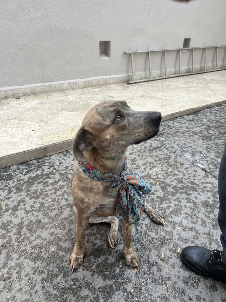 LaishaWilkins's tweet photo. Ella es Candy😍, es lo máximo, tierna y cariñosa, 3 años.
Vivía en la calle, la mordían otros perros y estaba triste; pero la rescatamos.

Busca una familia donde pueda vivir segura y amada.

*Me ayudan a compartir😌 y MD si quieren que Candy sea la alegría de su hogar😎 https://t.co/xjIGh0jOyp