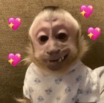softapple_'s tweet photo. Nome: fefe
Cargo: cupido da @desutaeyeon 
Coisa favorita: encher o saco da @desutaeyeon https://t.co/rsCV87Ys2g