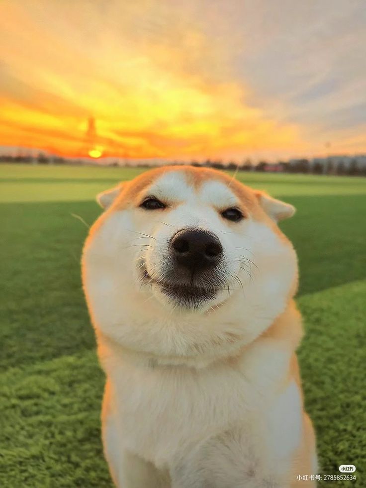 Trạm Pet & Chill tweet media