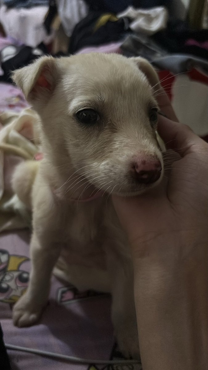 chiquiiii_'s tweet photo. les presento a mi hija Mila, sobreviviente del terremoto… tiene 1 mes y medio, denme sus recomendaciones, que le puedo dar de comer? alguna vitamina?🥺🤍 https://t.co/otftorpntb