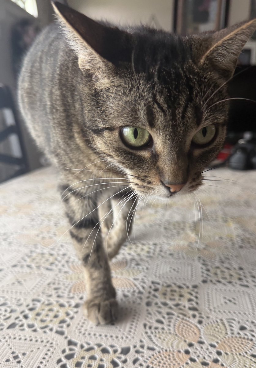 micicletta's tweet photo. @XROYALSCIENTIST I got this little one almost 6 years ago :D https://t.co/SknM9g39uE