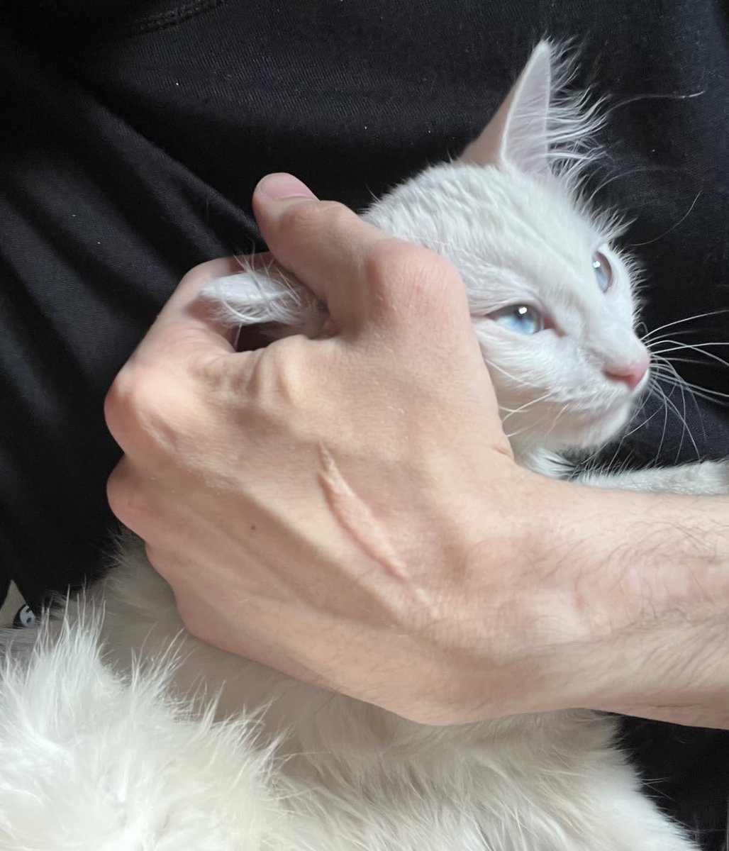 lavencjabook's tweet photo. Zwolnito dopiero wtedy, gdy Kevin wszedł do kuchni. Pod jedną pachą niósł Aslan, która wyglądała na całkowicie zadowoloną z takiego sposobu transportu. Zanim postawił ją na blacie, pochylił głowę i złożył delikatny pocałunek na boku jej łebka. 🤍 #LikeInisha https://t.co/s8lfbpNTqB