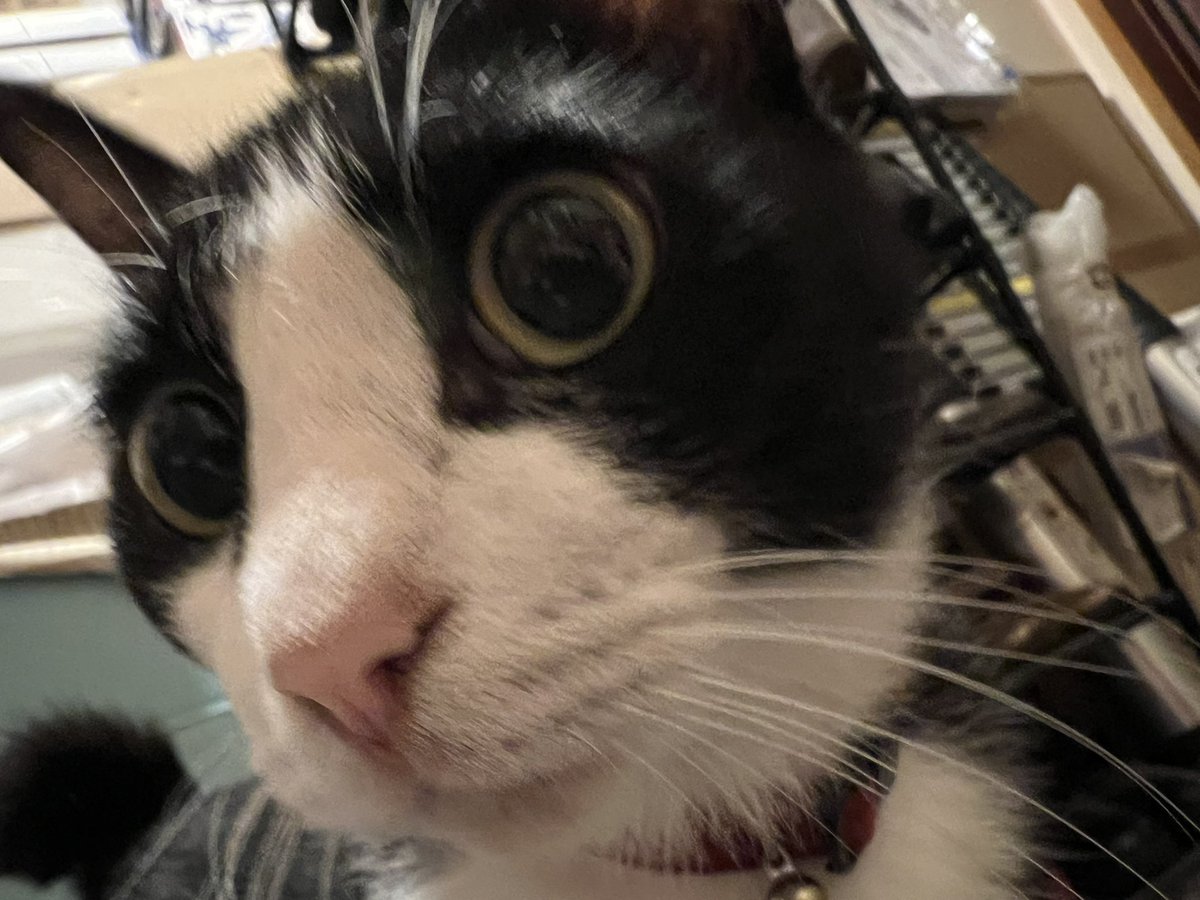 muka_dee's tweet photo. ねないこだれだ https://t.co/TNg1HAAsSI