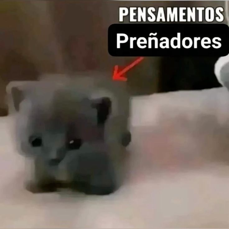 LapalaxdXd's tweet photo. Hola buenos días https://t.co/aKR7L3ieYx