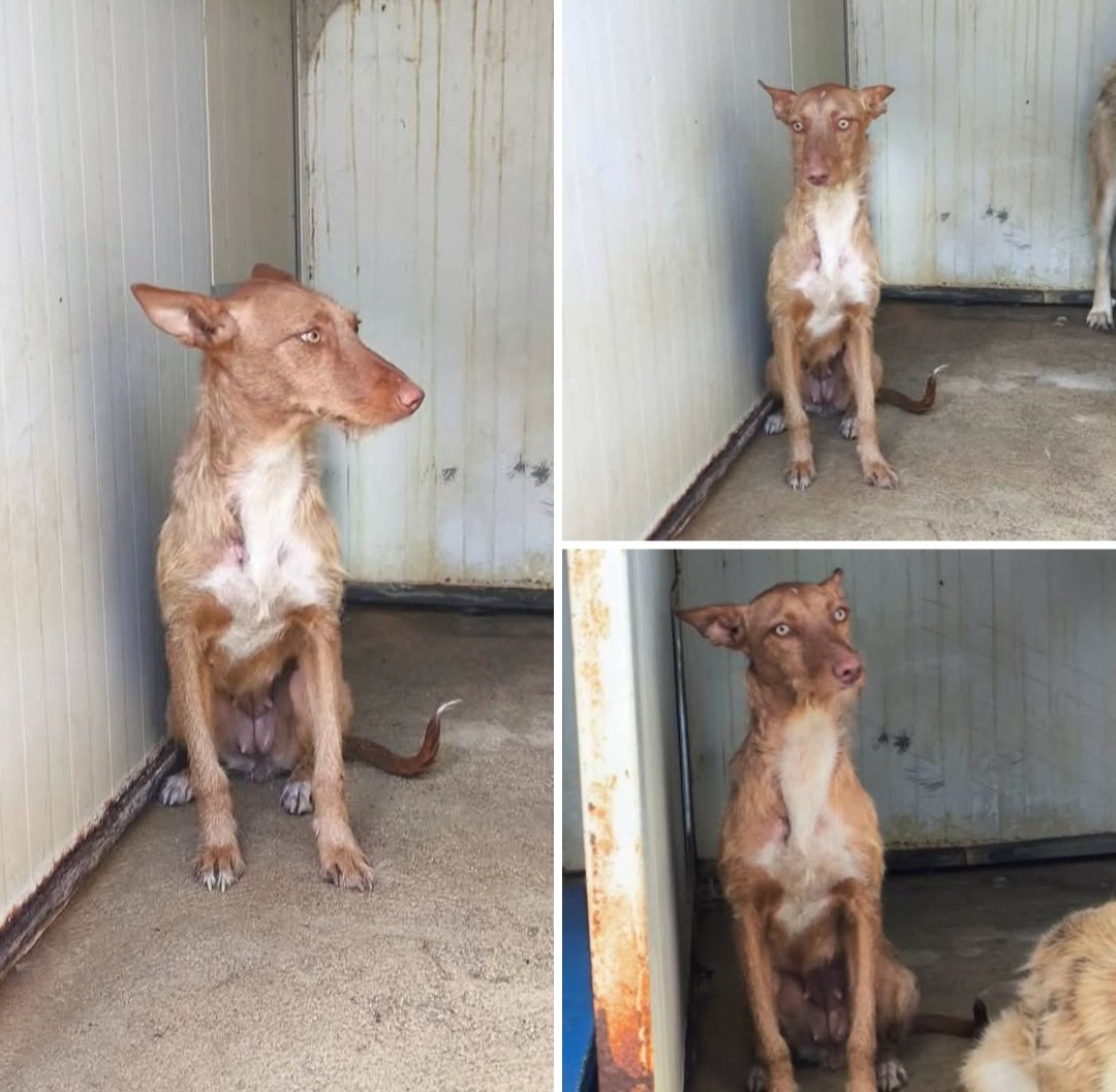 MarioliRm's tweet photo. Esta podenquita preciosa es June de 7 meses,es muy buena aunque ahora tiene miedo la pobre 😥
A su corta edad parece que ya ha dado a luz,la irresponsabilidad humana no tiene fin,alguien puede ayudarla con un hogar y ❤️?🙏🏻🙏🙏🏿
Contacta 📩 una.nueva.vida.valladolid@gmail.com https://t.co/xLRYiLHNpZ