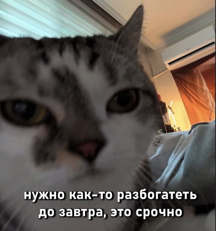 catsilcats's tweet photo. иначе придётся работать https://t.co/rgOQnP2TRA