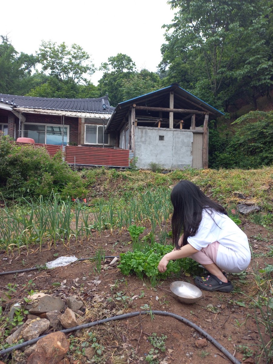 핑복 tweet media