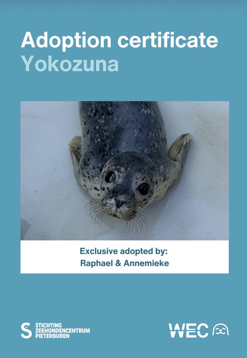 ValoRapha's tweet photo. Following Fúcur, Snowy, Rosilore, Poyoyo and Kurt:
@anni_myhs and I adopted Yokozuna 💪🏻 this year. His previous name was Sumo. Yokozuna is the highest title you can achieve in sumo wrestling. ❤️🦭
#アザラシ幼稚園
#zeehondencentrum
#sealtwt
#WEC https://t.co/bojVlwwioV