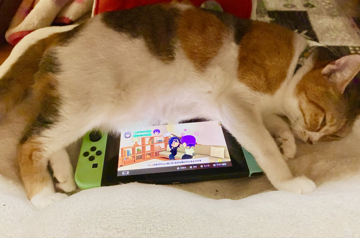 tanchoni's tweet photo. Switchを取り込むねこ

#猫好きさんと繋がりたい 
#猫がいる暮らし #猫がいる幸せ https://t.co/7NJgrRl1vN