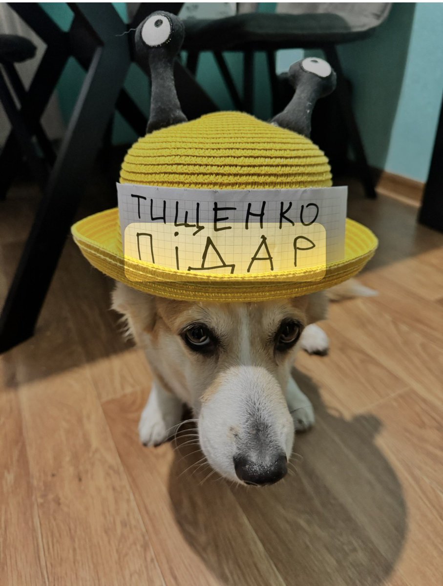 hamulator's tweet photo. Якщо ви забули ми вам з Булкою напамʼятаєм https://t.co/1U035S0Rgw