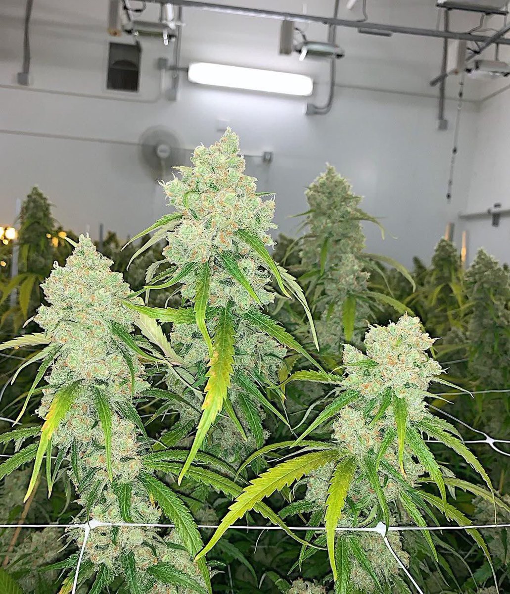 BelushisFarmorn's tweet photo. Does THC % matter? 🤔 https://t.co/q70FcmGZpW