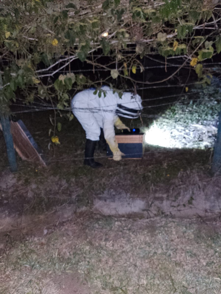 DCCValle's tweet photo. 📍 Calima El Darién

🐝 Las abejas no solo se controlan, también se cuidan. Realizamos mantenimiento a nuestro apiario, verificando colmenas, alimentación y el estado de las abejas para garantizar su bienestar.
🧡 #SiempreListos #Apicultura https://t.co/7sUMkYbQBb