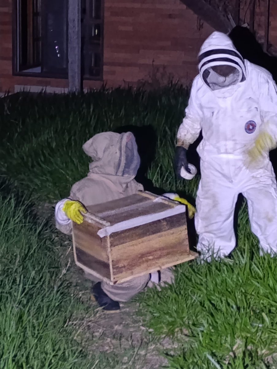 DCCValle's tweet photo. 📍 Calima El Darién

🐝 Las abejas no solo se controlan, también se cuidan. Realizamos mantenimiento a nuestro apiario, verificando colmenas, alimentación y el estado de las abejas para garantizar su bienestar.
🧡 #SiempreListos #Apicultura https://t.co/7sUMkYbQBb