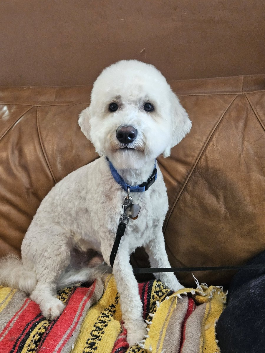 SerialDog's tweet photo. Love those doodles https://t.co/uMn3wL5UTY