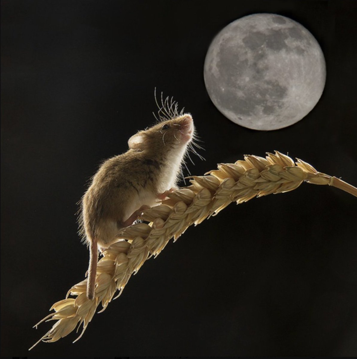 AnneLouiseAvery's tweet photo. Midnight. Mouse had blown out her candle &amp; the room was suddenly as strange &amp; silvered as the sea. Smoke &amp; the sweet rich smell of the hay. Over the stubble in the fields, over the solemn hay-ricks, a great harvest moon &amp; the World stilled, heavy in its turning &amp; oh so old. https://t.co/DkJs6hDWlI