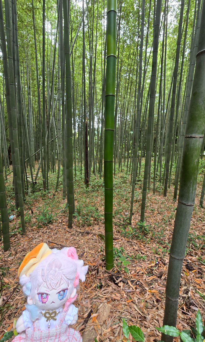 nekoscrub's tweet photo. japan trip
#bettelion https://t.co/aGvMaao8Wh