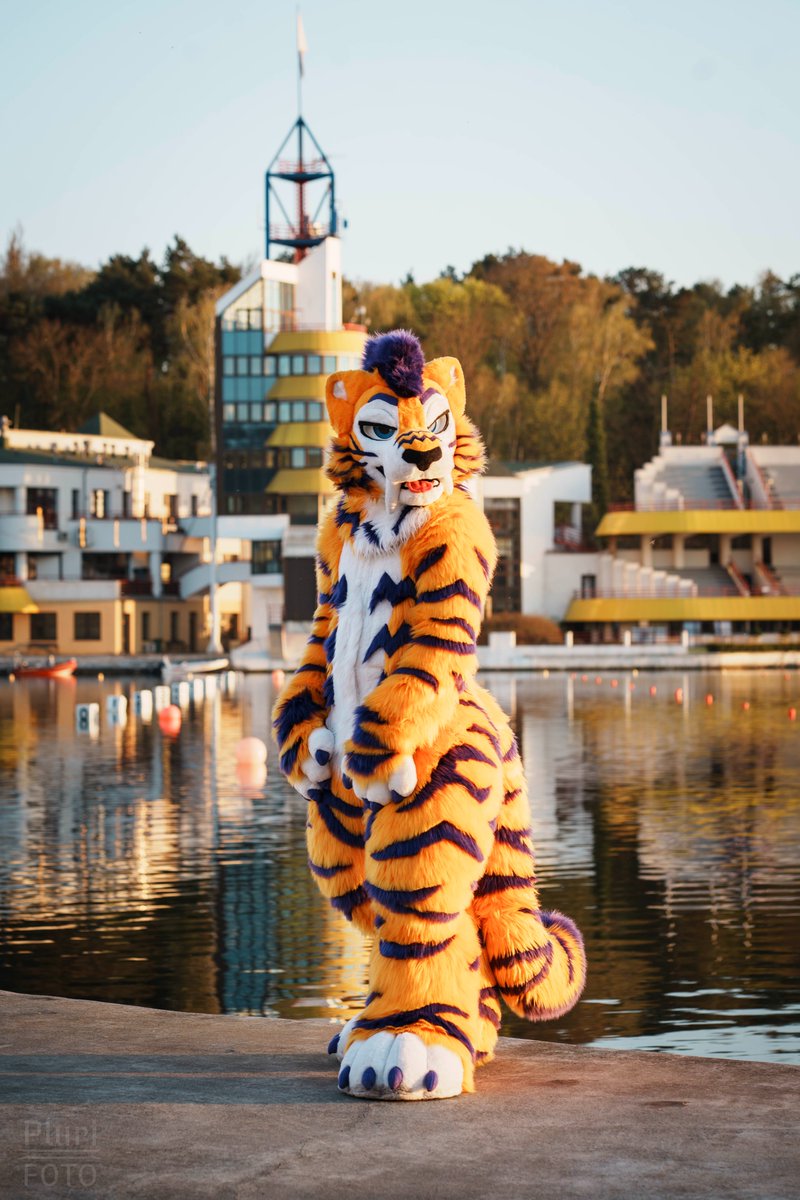 _Pluri's tweet photo. A handsome tiger @Araz_Here basking in the golden light of the setting sun. https://t.co/yqFYdGDxRB