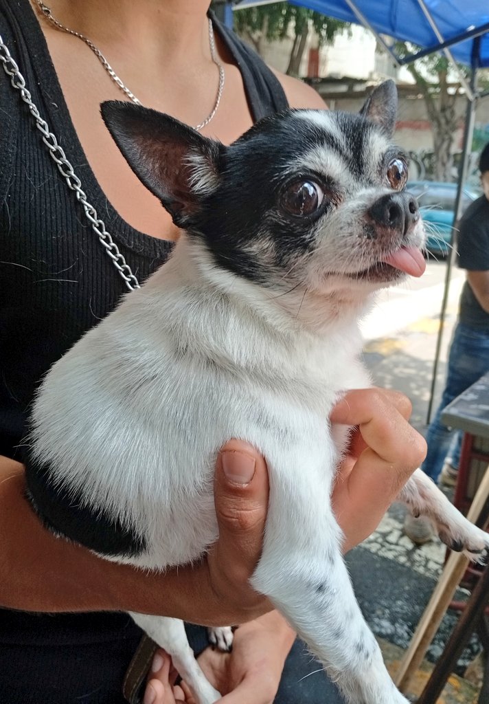 LordSalmonOnce's tweet photo. Ando perdido 
Ya soy viejito estoy muy triste, no quiero comer
Soy un Chihuahua cabeza de manzana blanco/negro, me encontraron en Laguna de Guzmán y Laguna de Terminos @colanahuac_cdmx @AlcaldiaMHmx #CDMX estoy en resguardo comparte para que regrese a casa 🙏
@nmasforo
@c4jimenez https://t.co/UDkXZ0cWlL