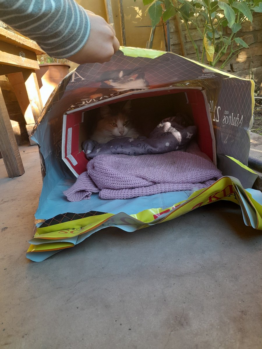 emqbolic's tweet photo. @lanitablvd tal cual, yo le hice una cuchita a una gatita de la calle q viene a casa a comer (no la puedo tener adentro) y bueno mi gata y mis perros duermen en sus camas (también duermen con nosotros en las camas) y todavía faltan más perros kaksj le lavamos sus sábanas y frazadas tmb!! https://t.co/YYth1jbcMA