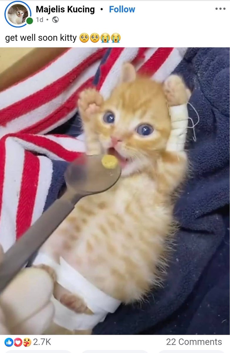 cat_postin's tweet photo. get well soon little chud https://t.co/d8HJF96IKU