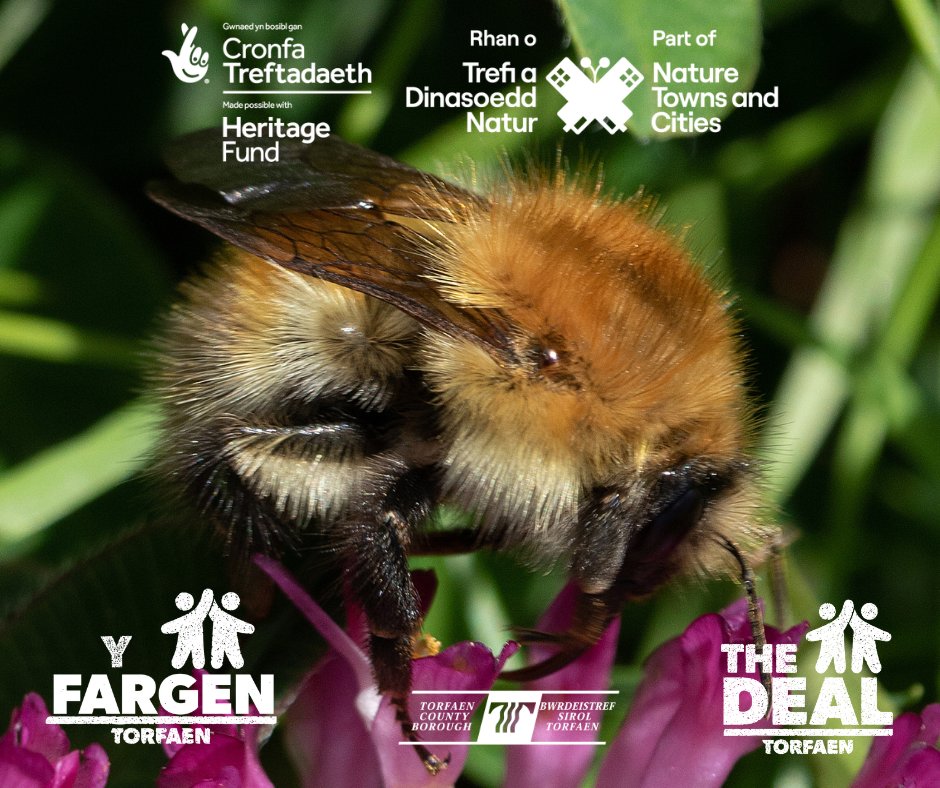CyngorTorfaen's tweet photo. Dysgwch sut i adnabod ac arolygu gwenyn gyda sylfaenydd Cwmni Budd Cymunedol Glo i Natur, Liam Olds.
🐝
Dydd 10/7 (10am-1pm) ym Mynwent Llwyncelyn.
🐝
Rhaid cadw’ch lle ymlaen llaw ar Cysylltu Torfaen neu drwy e-bost - Rose.Scott@torfaen.gov.uk
 https://t.co/b2eXfaIfbg https://t.co/KPgtXkMv99