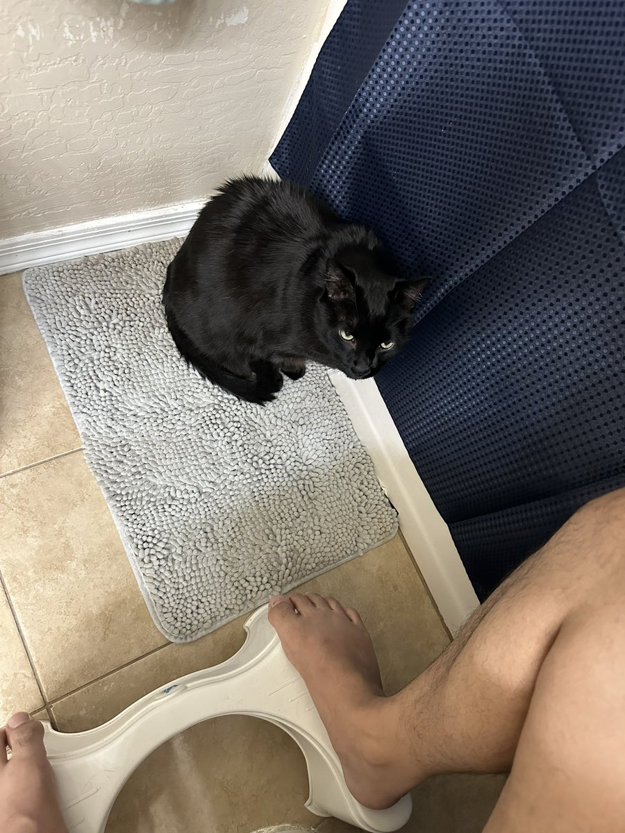 frickingdil's tweet photo. 14/10 I now have a clingy protector that INSISTS on going in the bathroom with me to perform a perimeter check, stand guard at the door, then chill on the floor mat for pets when he decides the coast is clear (if I lock him out he will have some very big [loud] words about it) https://t.co/nBNtJUAWzj