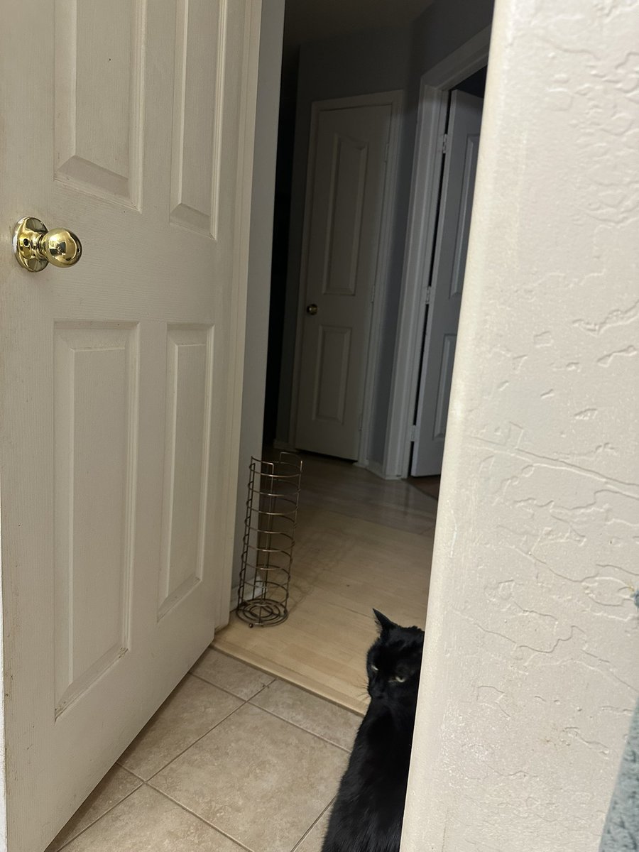 frickingdil's tweet photo. 14/10 I now have a clingy protector that INSISTS on going in the bathroom with me to perform a perimeter check, stand guard at the door, then chill on the floor mat for pets when he decides the coast is clear (if I lock him out he will have some very big [loud] words about it) https://t.co/nBNtJUAWzj