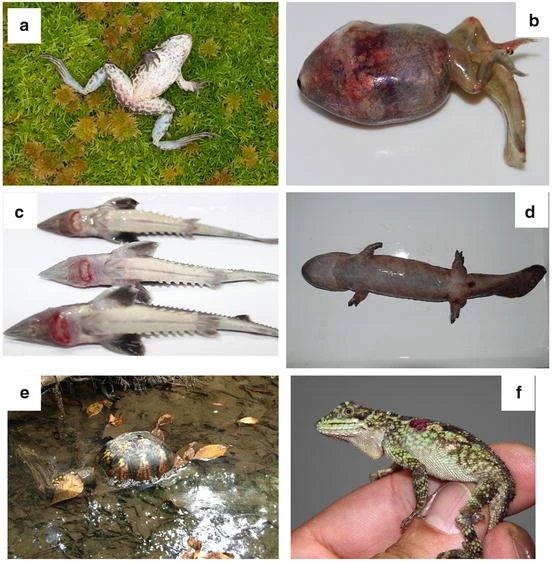 SKULLHORNETS's tweet photo. iridoviruses are a family split into alphairidovirinae and betairidovirinae, alpha iridoviruses infect a few vertebrates: amphibians, teleost fish, lizards and turtles

unlike bugs, it manifests as hemorrhages, dermatitis and erythemas from damage to liver, kidney and GI tract https://t.co/7LEdEPU4qU
