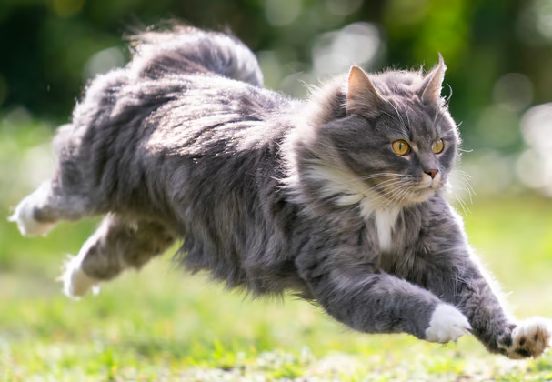 ChiakiKatsumi's tweet photo. Vtuber vs Species
I'm a big imposing Maine coon cat!! ฅ^•ﻌ•^ฅ https://t.co/WfpguJf2lO