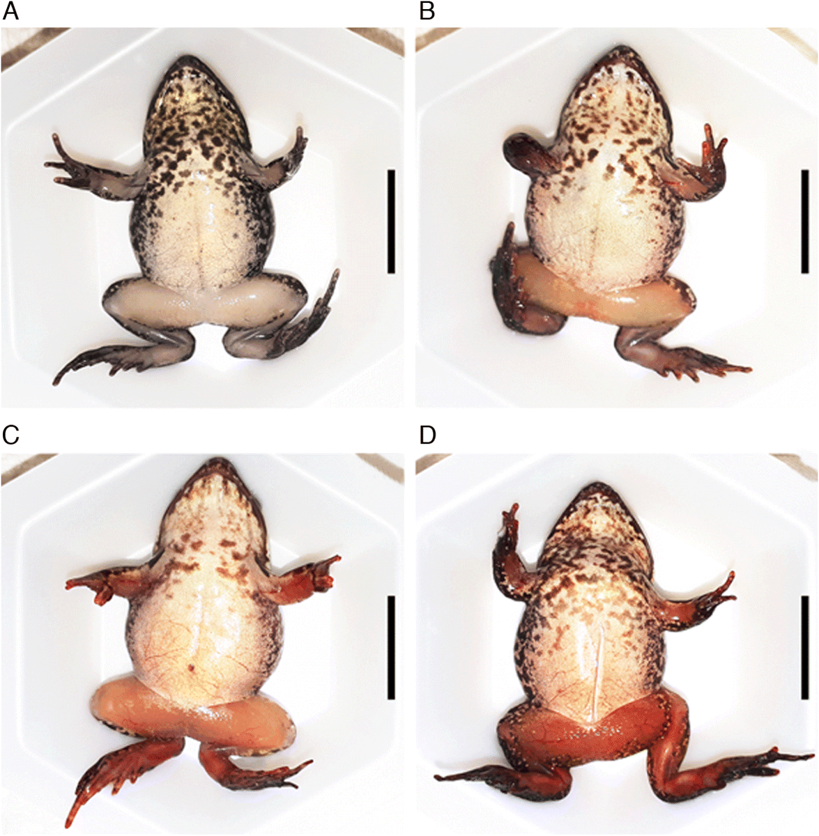 SKULLHORNETS's tweet photo. iridoviruses are a family split into alphairidovirinae and betairidovirinae, alpha iridoviruses infect a few vertebrates: amphibians, teleost fish, lizards and turtles

unlike bugs, it manifests as hemorrhages, dermatitis and erythemas from damage to liver, kidney and GI tract https://t.co/7LEdEPU4qU