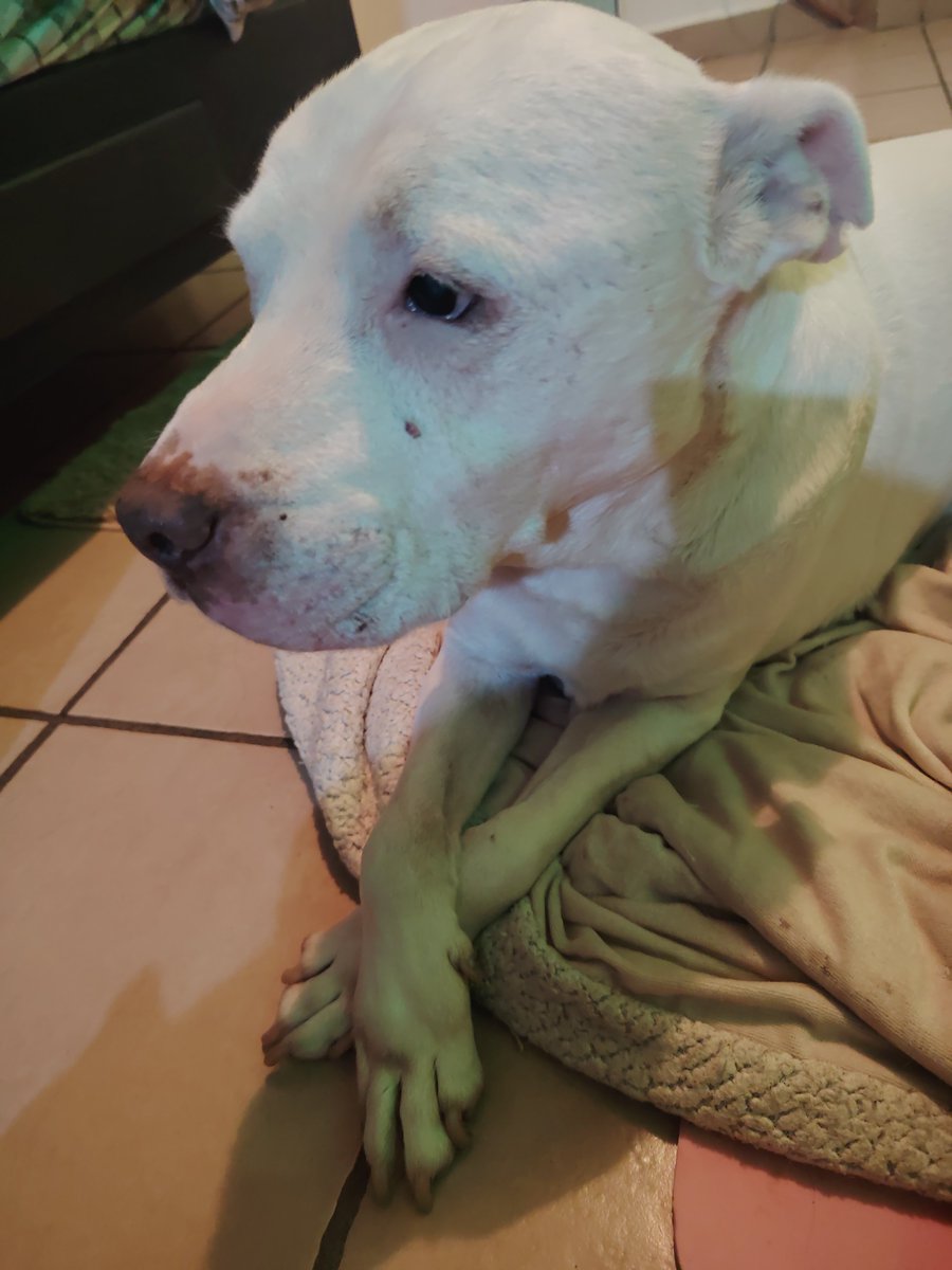 Unicorndreams19's tweet photo. Meno pero mi perrito camarón si me ama. 🥺❤️ https://t.co/wJWP2A4Omj