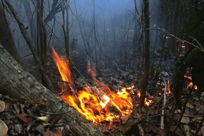 RGtmoEnglish's tweet photo. Firefighting Efforts Continue in Alejandro de Humboldt National Park https://t.co/mOPzNQ7w2R #Guantánamo #Cuba https://t.co/doq4J31DHn