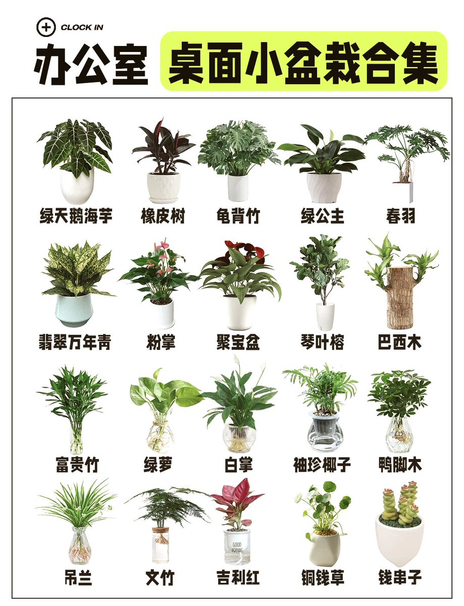 ramu726113118's tweet photo. Just spent 10 mins staring at the office plant… turns out it’s way more interesting than my to-do list today. https://t.co/Syze7cUweV