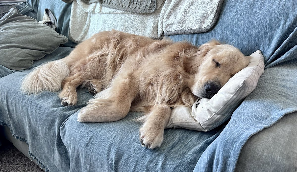 ShadowtheGolden's tweet photo. Wake me up when this heat wave ends… https://t.co/sKEOxzyfA6