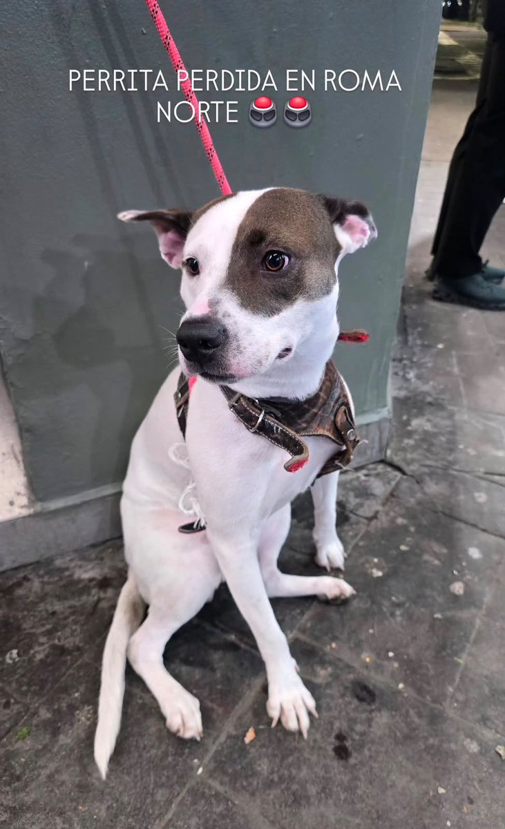 jainapereyra's tweet photo. Nos dicen que ayer encontraron a esta perrita. ¿Alguien sabe en dónde quedó? @LaRomaDF @RomaSur1 @lorena_becerra @f_solorzano @Alina_Gag @LaishaWilkins https://t.co/In0Ixq1kFd
