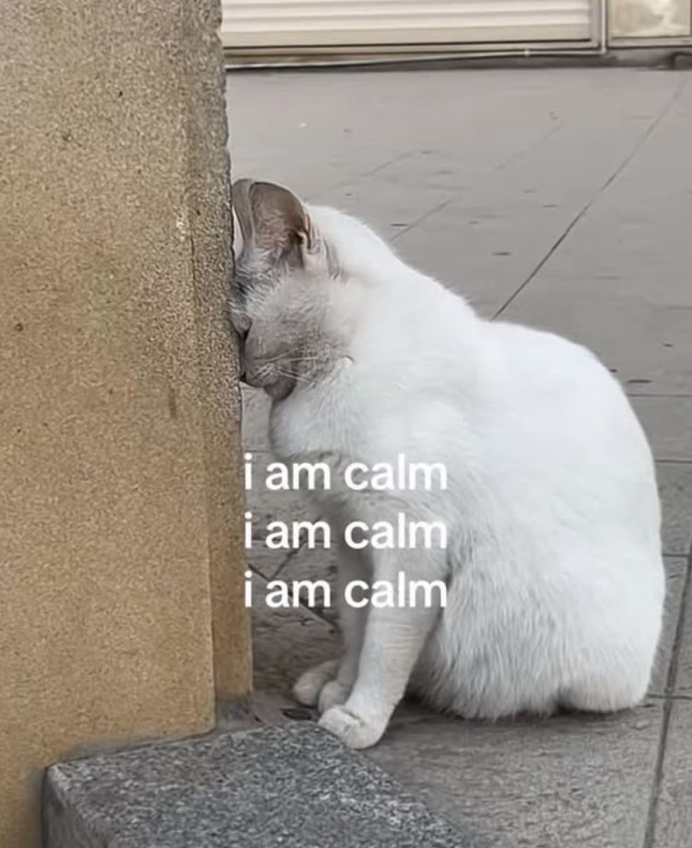 cattribunal's tweet photo. https://t.co/mFaUu2cLsQ
