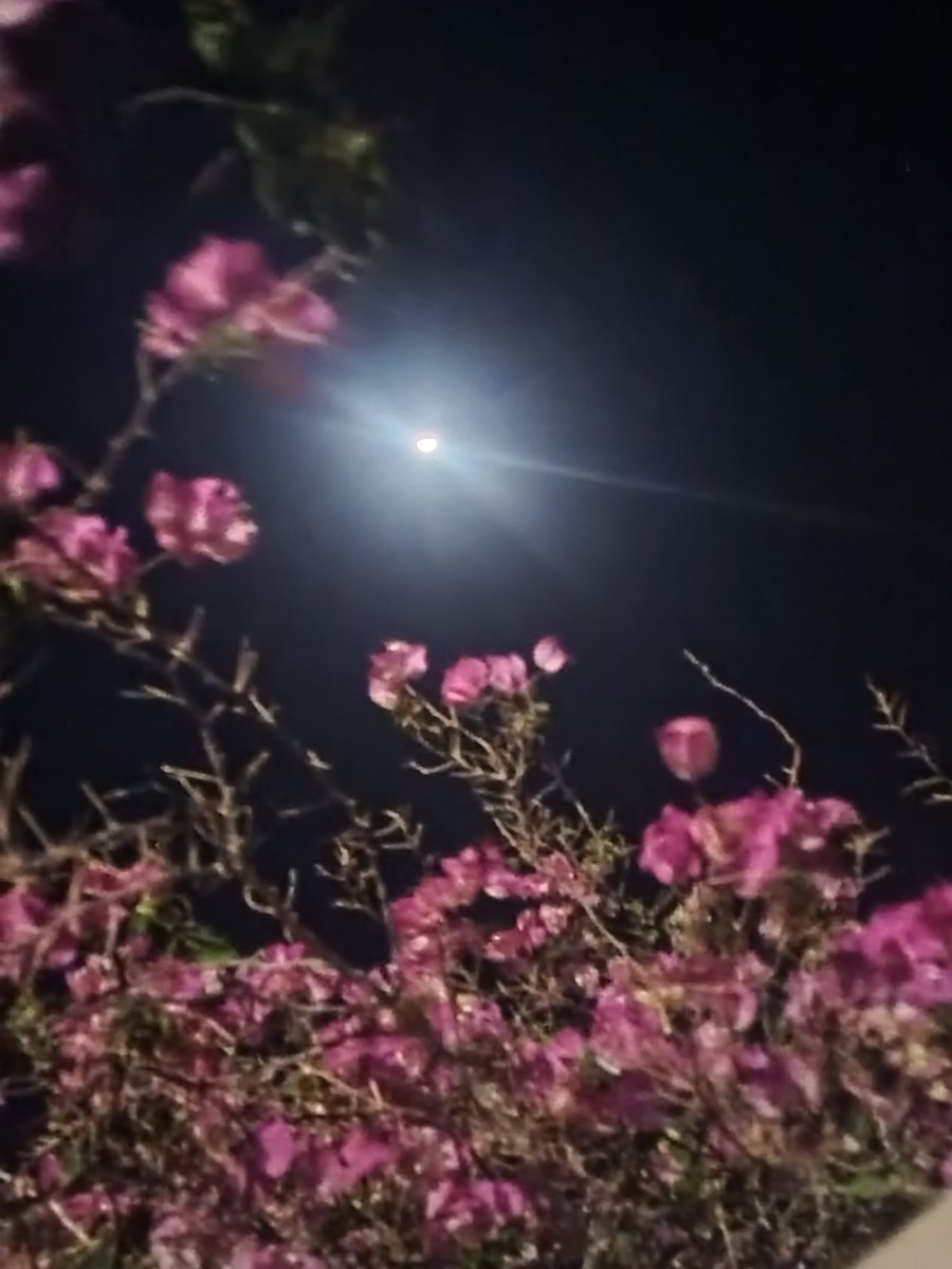 AAahh65's tweet photo. @umBayan20 مساء الياسمين .🌹🤍 https://t.co/oYMdGHdQA3