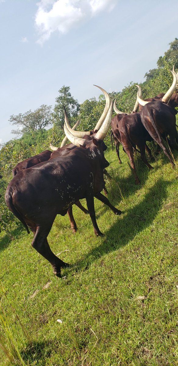 CSimwe78792's tweet photo. If it wasn't this creatures many of us wouldn't be where  you are right nah https://t.co/vvSCjsiBHF